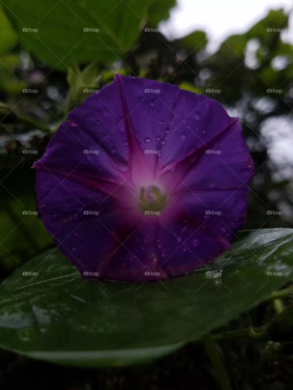 Flower
