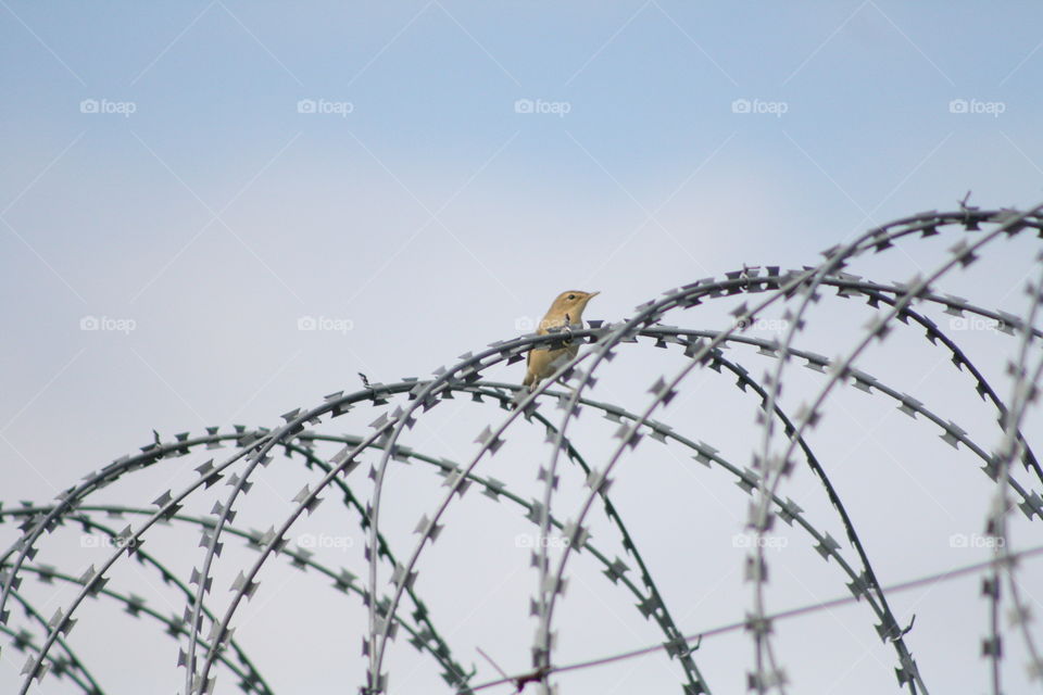 Bird on barbed wire