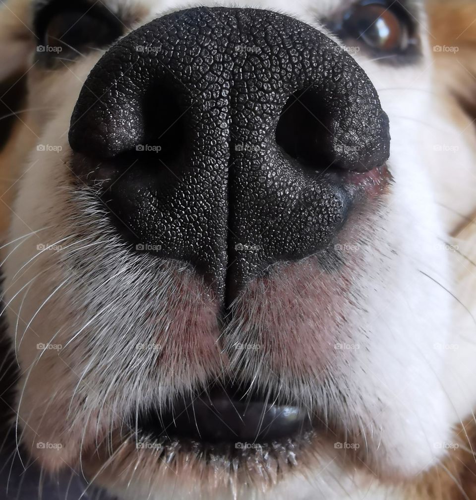 Dog nose