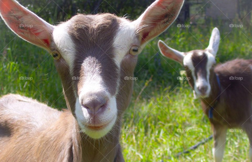 Close-up of brown and white goat