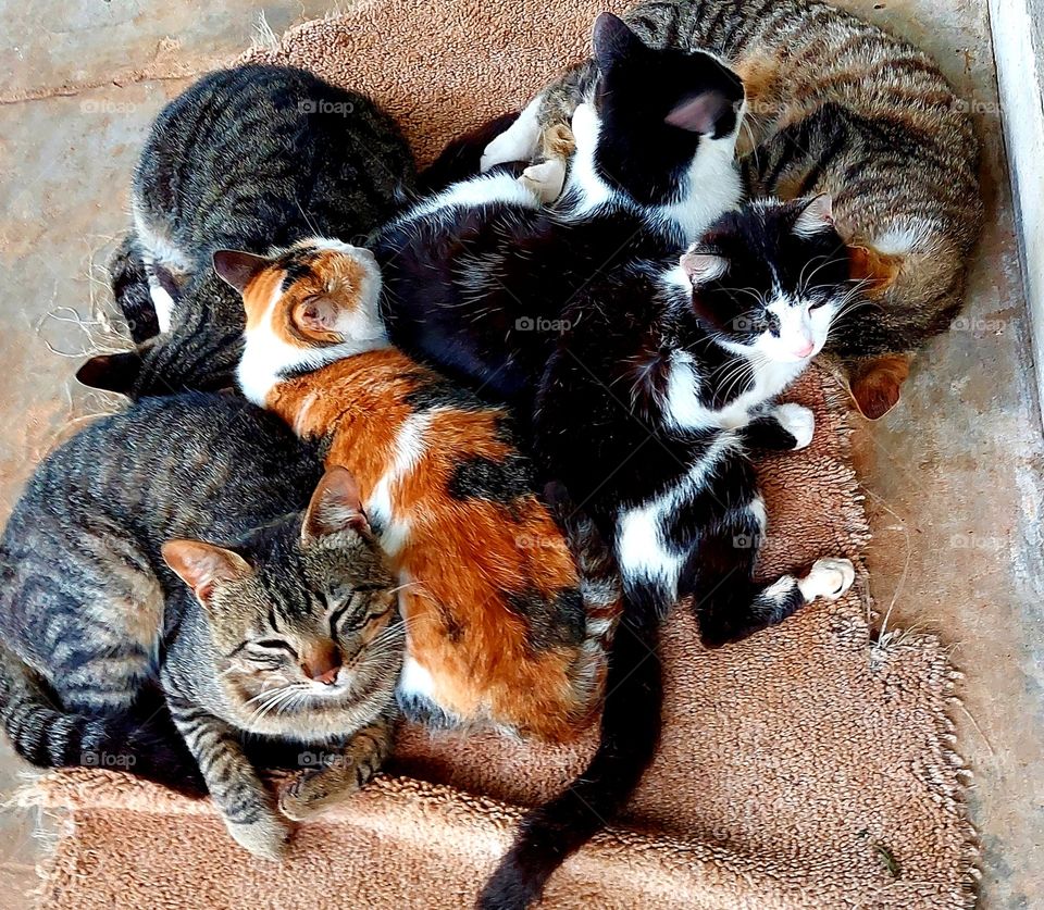 Ninhada de lindos gatinhos, um aquecendo o outro.