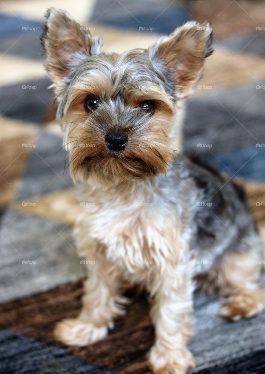 Yorkie Dog