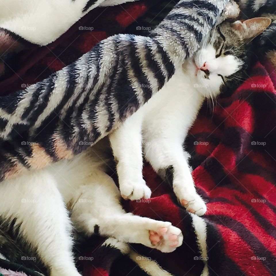 Cat Sleeps In Red Blanket 1 