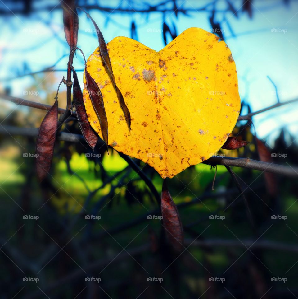 yellow leaf at it's peak