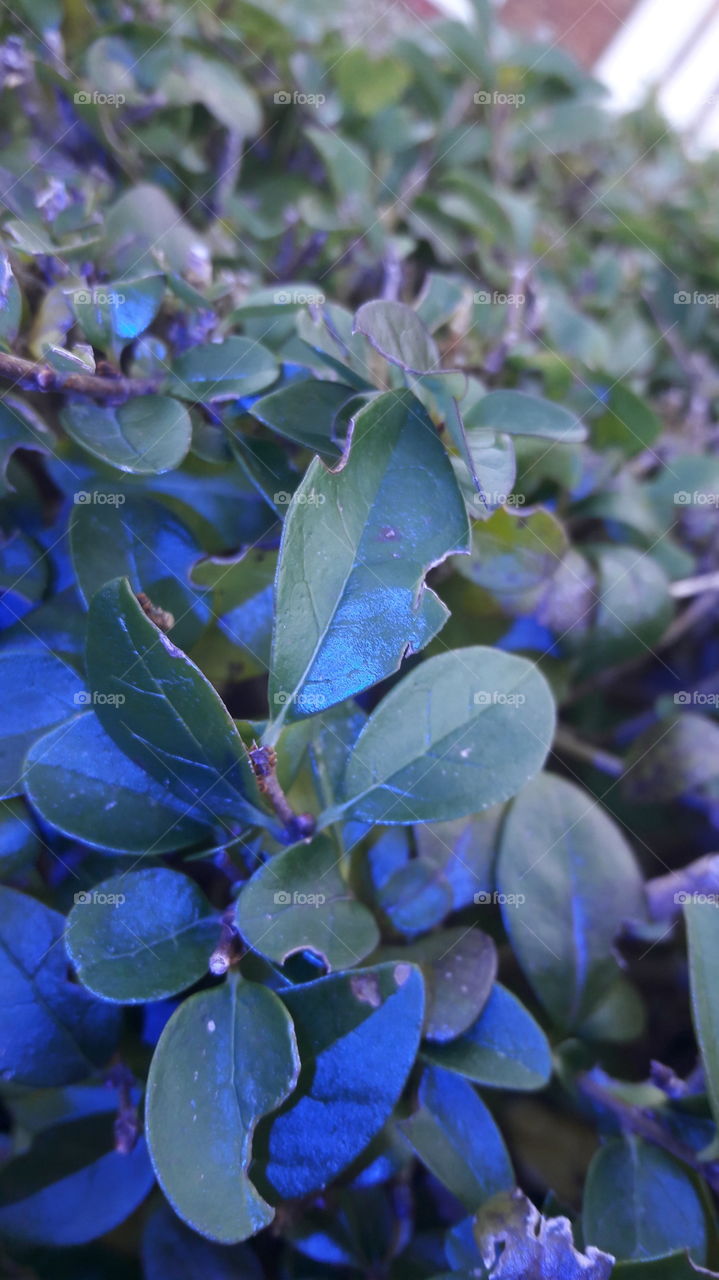 Enhanced Winter Leaves w/ Blue Flash Effect
