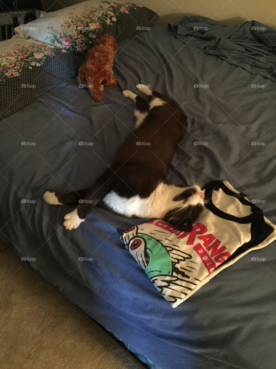 Kitty loving a shirt in Ohio
