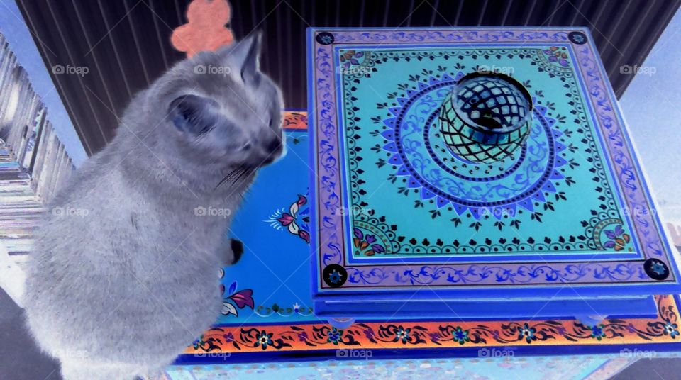 psychedelic cat