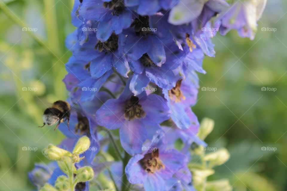 Insects, flowers, bee, ladybug, plants, bright colors, greenery, grass, summer,