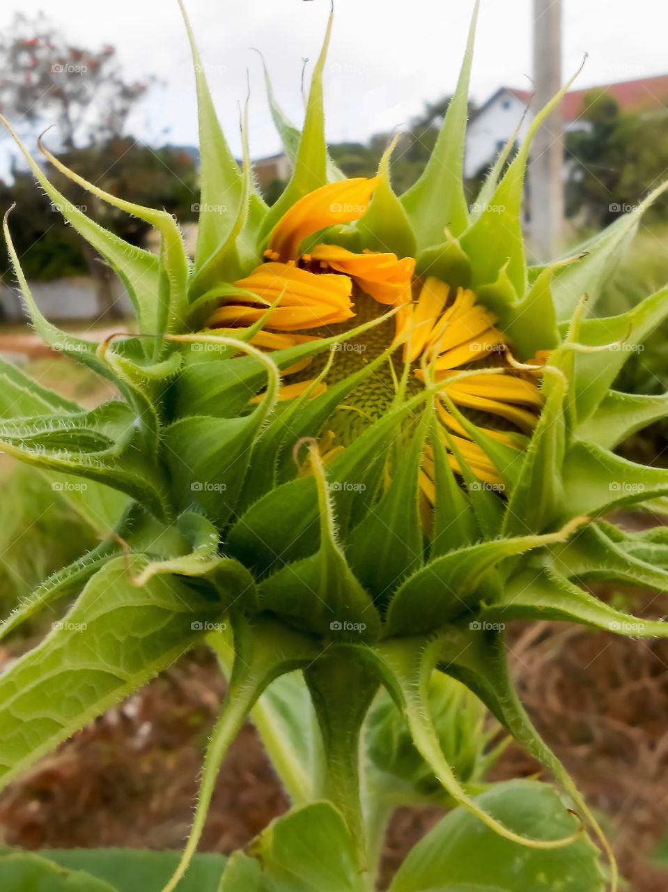 Opening Sunflower