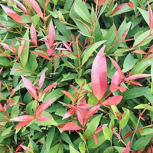 Leaf plants 1