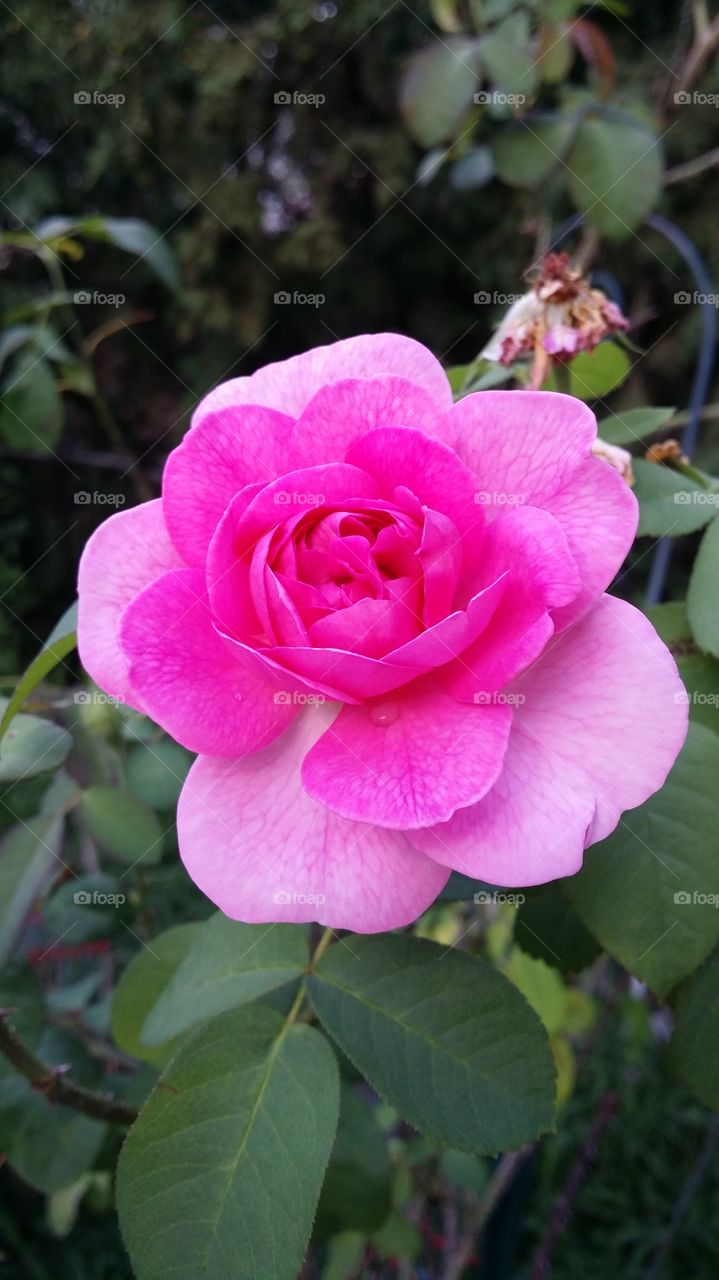 Adult Rose