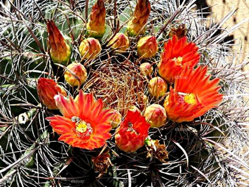 Barrel cactus