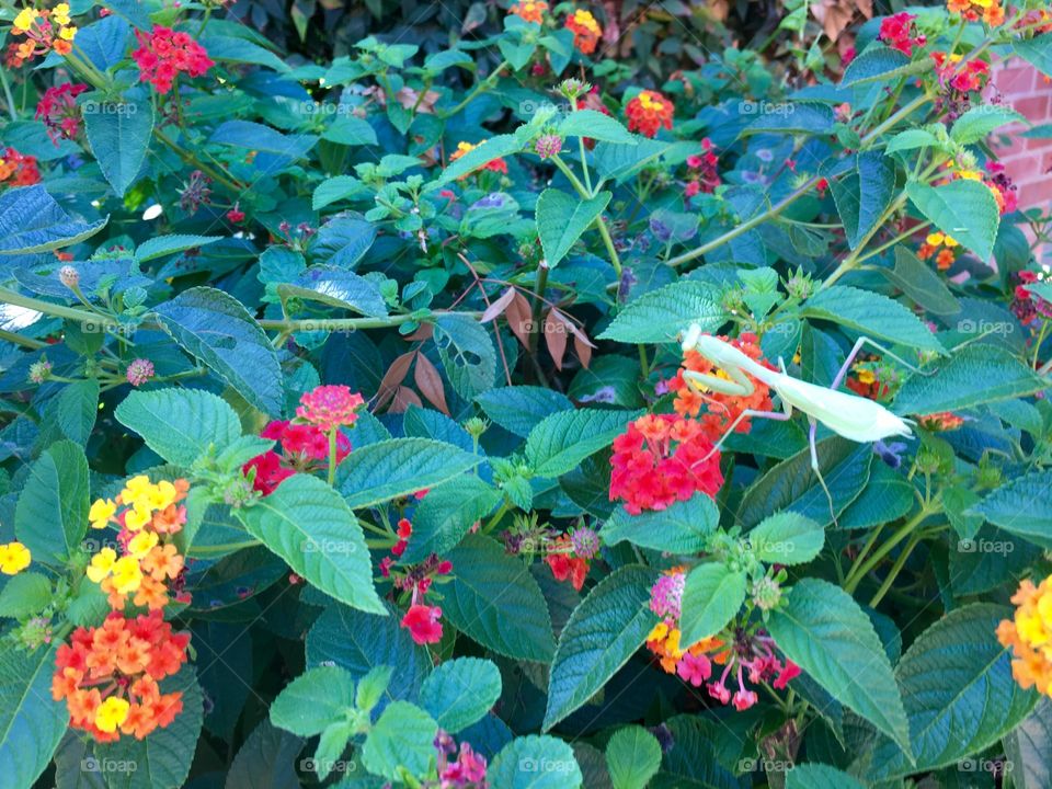 A pale green praying mantis stands out against a background of blooming lantana.
