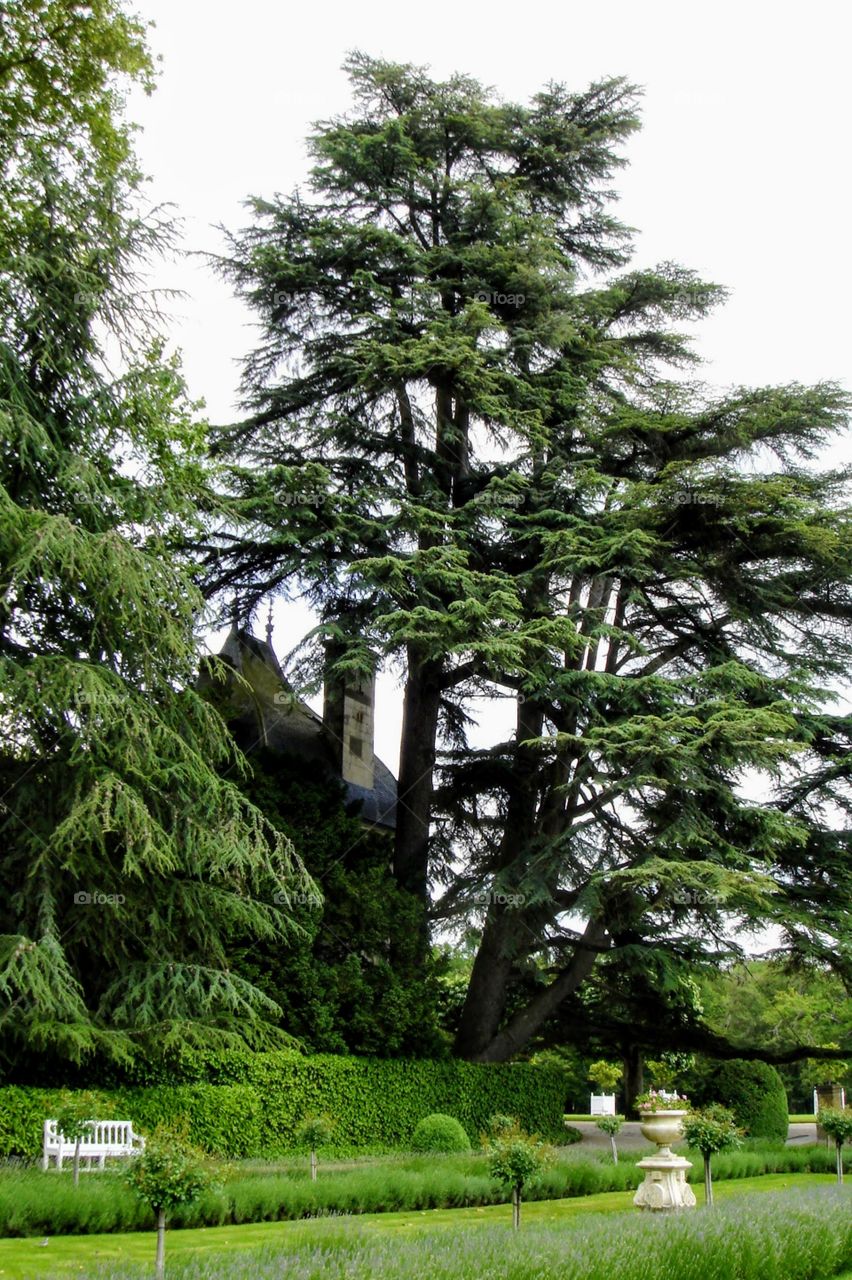 Majestic pine trees in Chenonchau gardens
