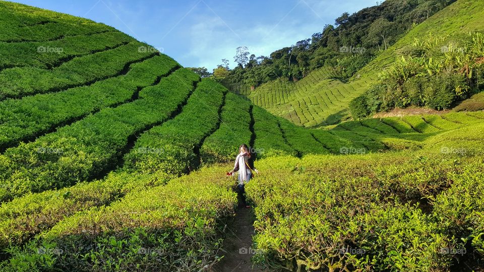 A stroll in a tea plantation