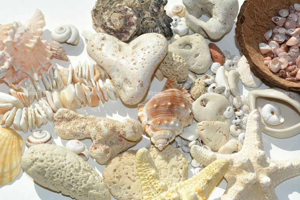 Seashell, Shell, Marine, Sea, Desktop