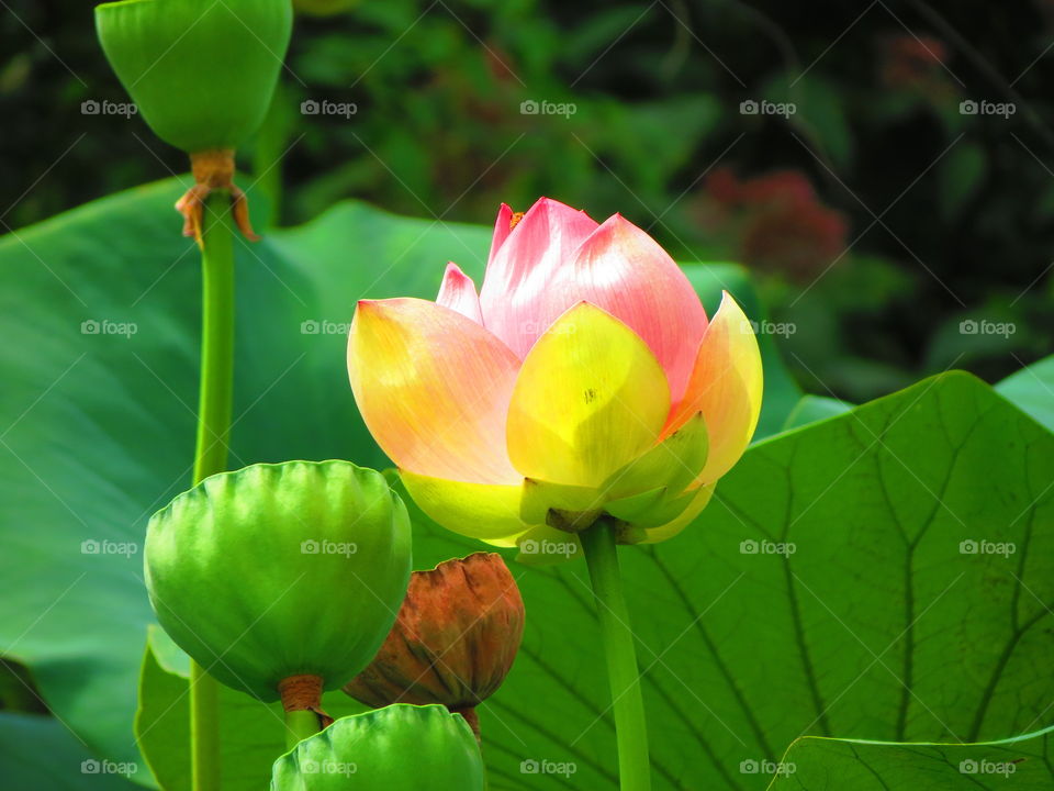 Lotus bloom
