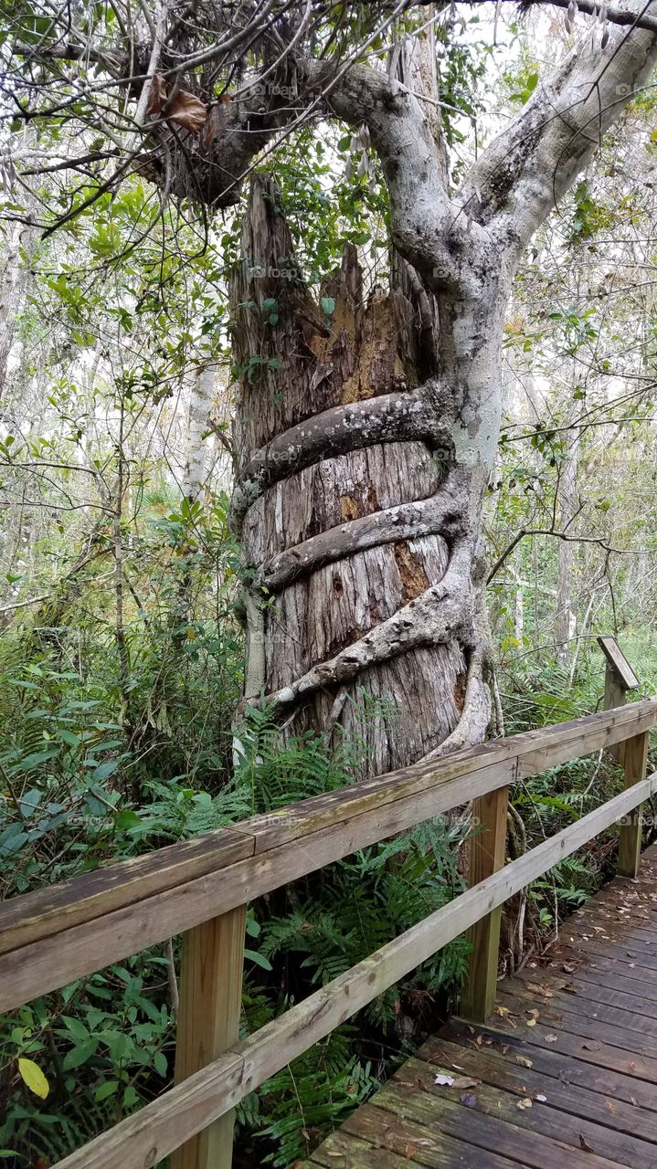 unique Cypress tree