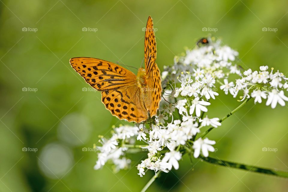 Amazing orange butterfly sitting on blossoming flower close up shooting wildlife summer feeling macro microcosmos