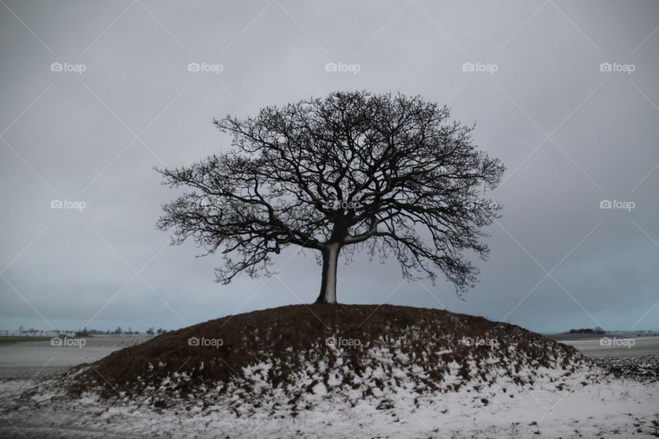 Lonely Tree