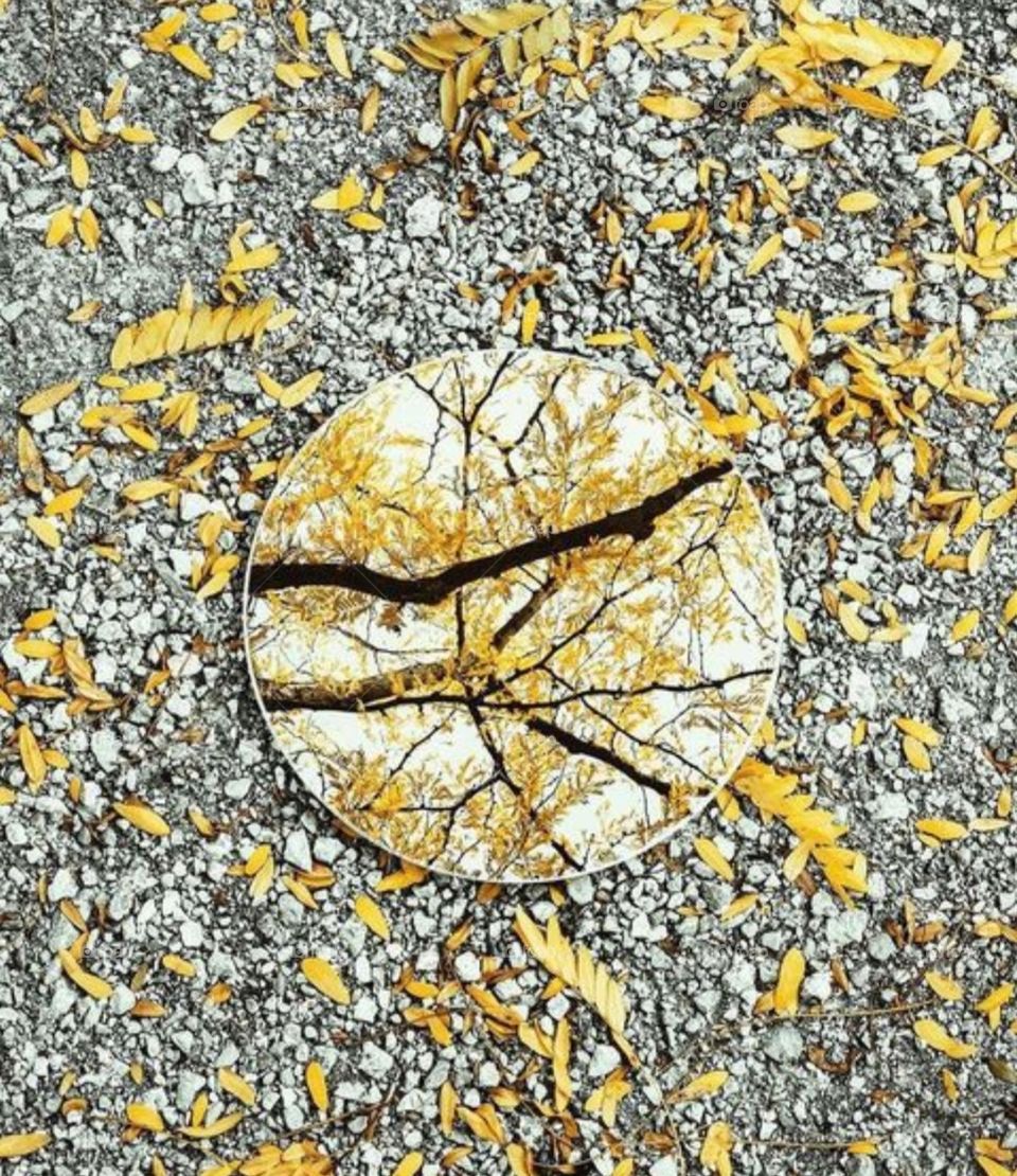 Displays a well defined reflection of branches forming it image on the mirror.