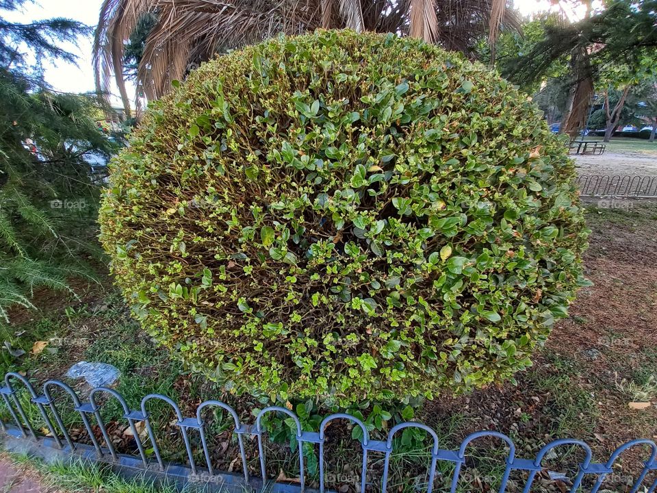 Round Decorated Tree in Madrid
