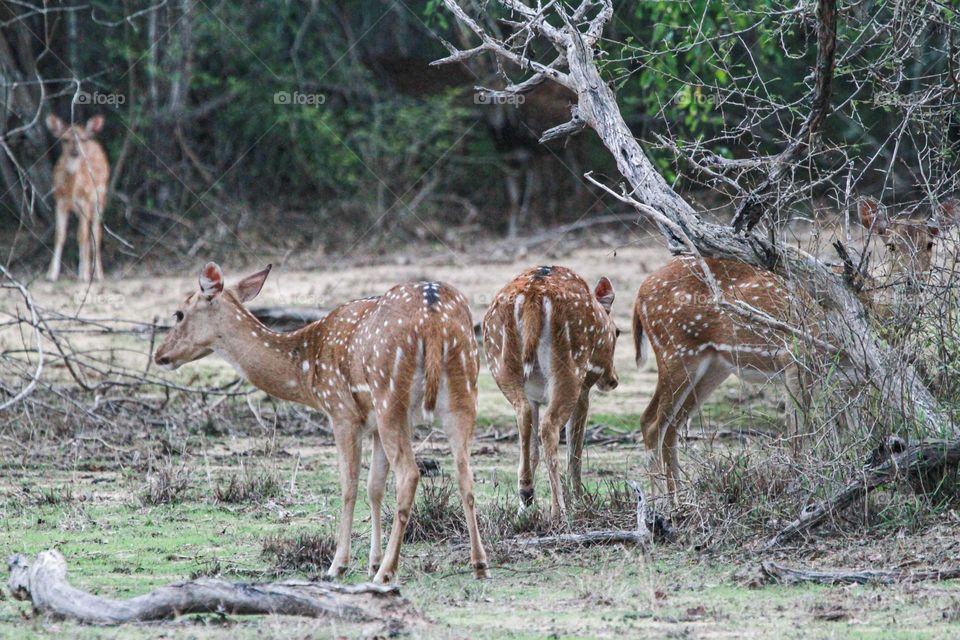 My deer, what big eyes you have. My deer, what big ears you have. My dear, what big antlers you have