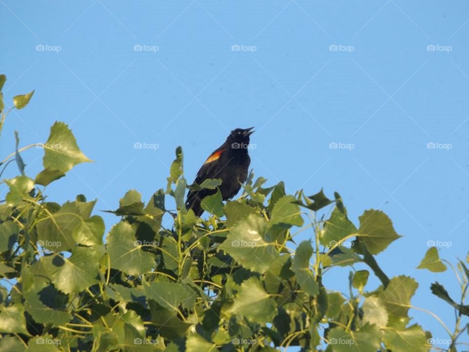 singing blackbird