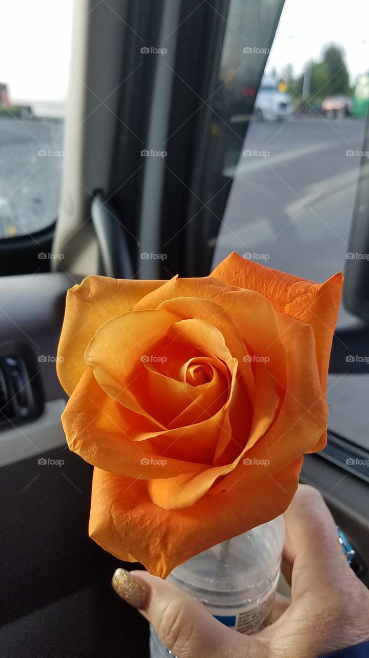 orange rose I got for Mother's Day