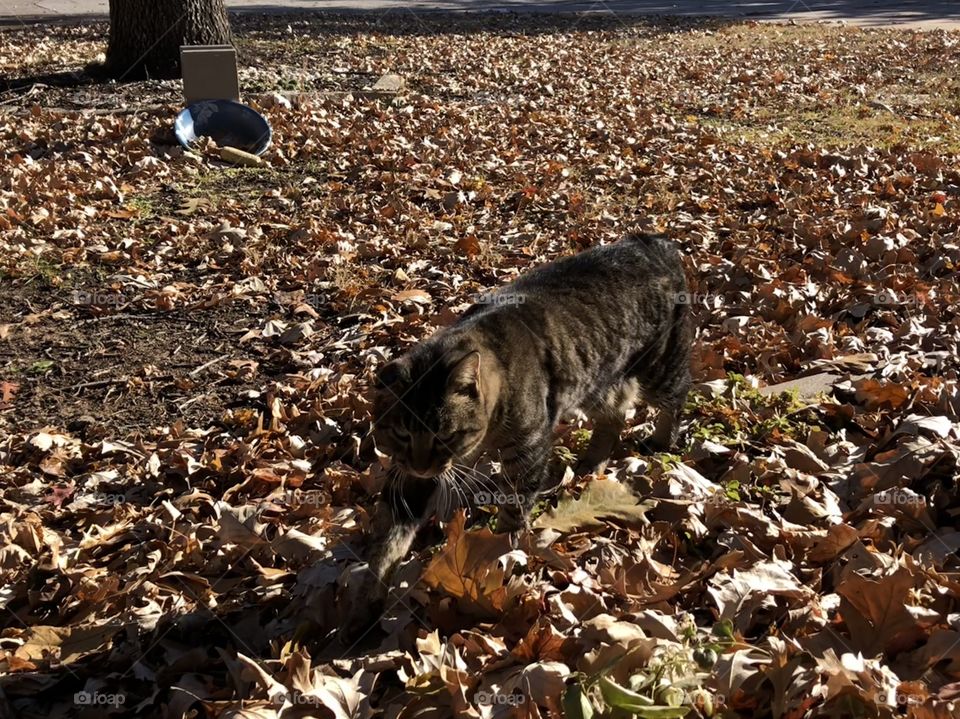 Cat walks in leaves