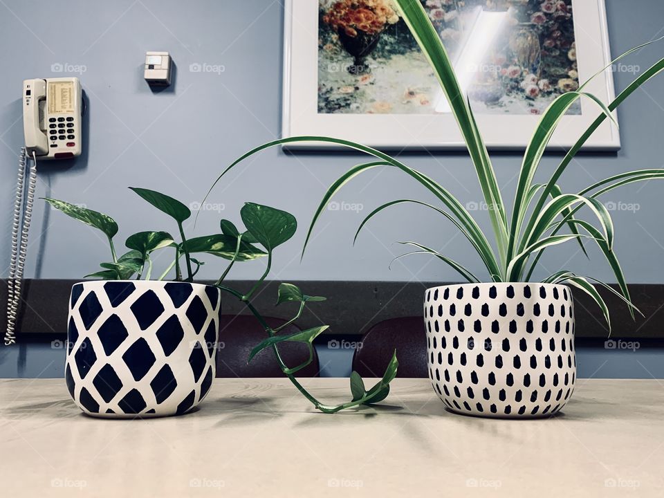 Plants at work.