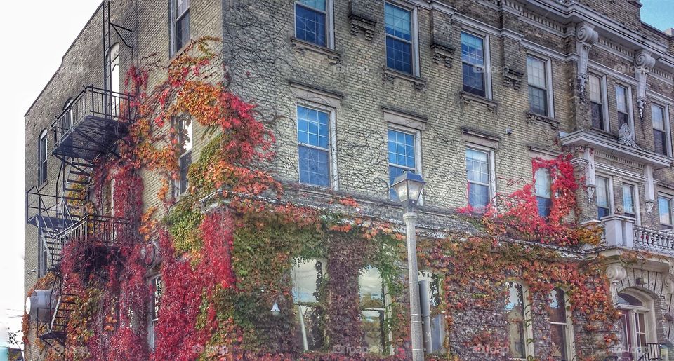 Autumn Ivy on Brick