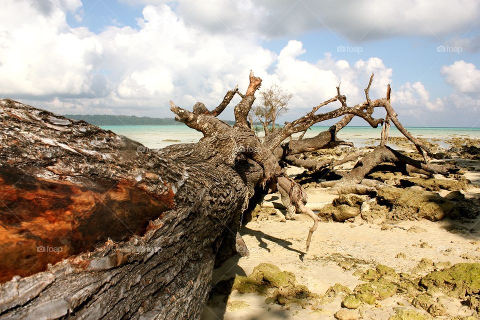 Tree trunk fallen on the beach