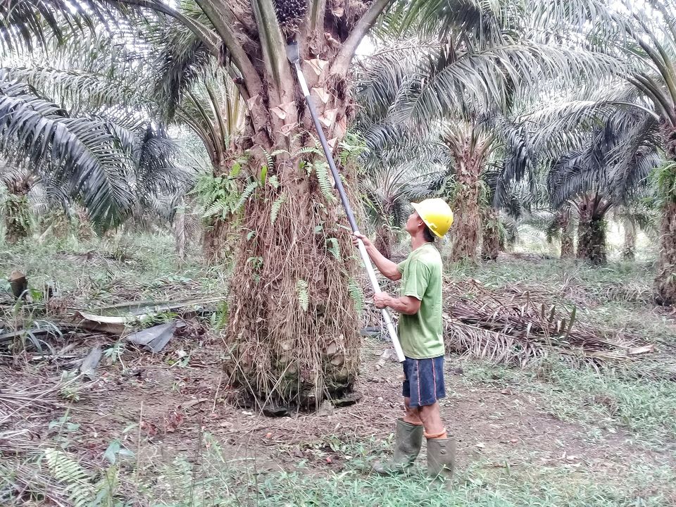 a  male worker is harvesting oil palm fruit in oil palm plantation company in the of central kalimantan on november 19,2019