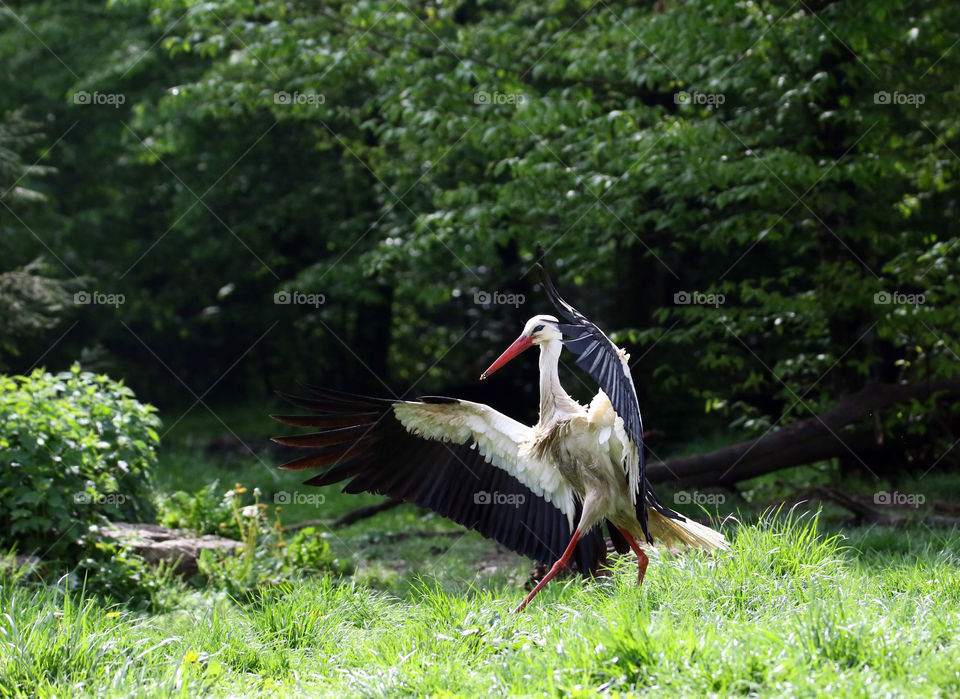 A stork landing