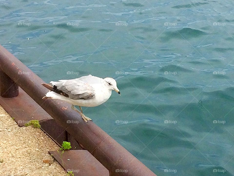 Seabird in waterfront 