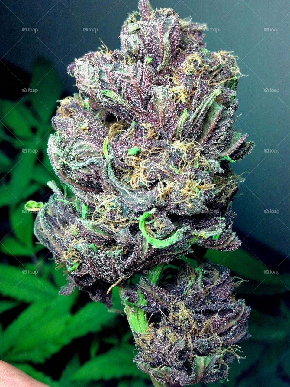 Purple Kush V