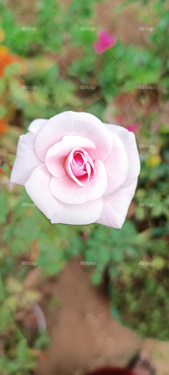 light pink rose top view