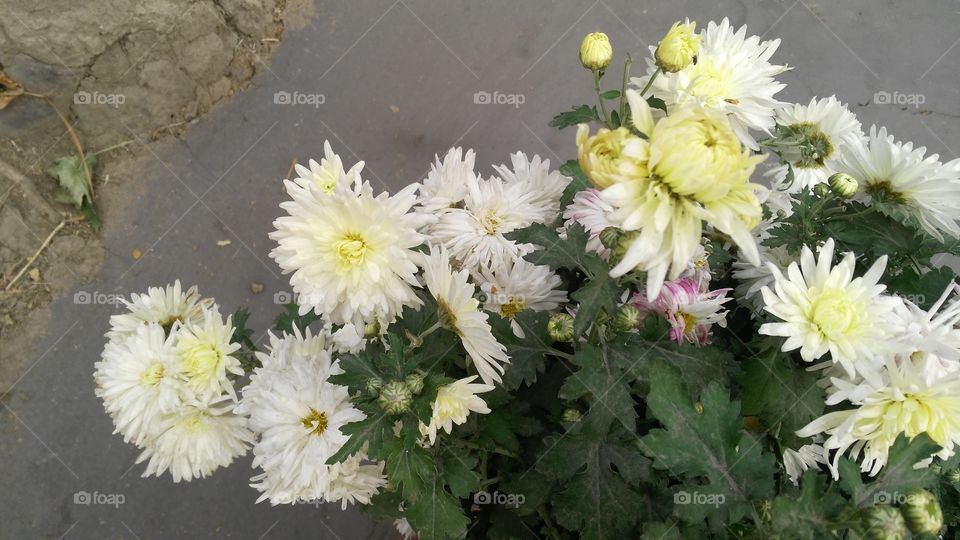A beautiful scene of white flowers in the garden.