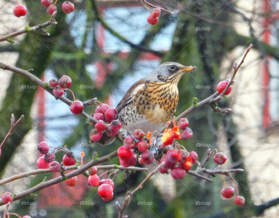 Fieldfare in a tree eating red berries