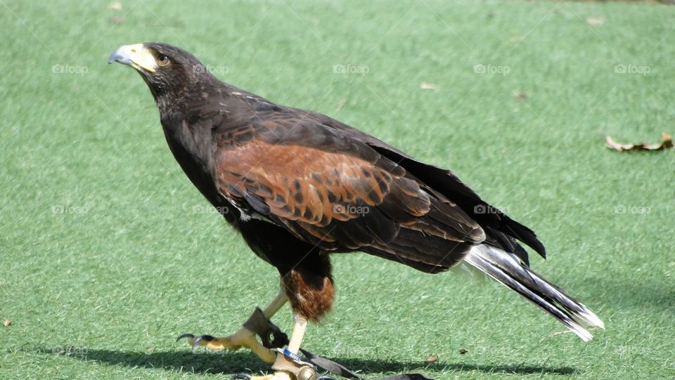 Águila