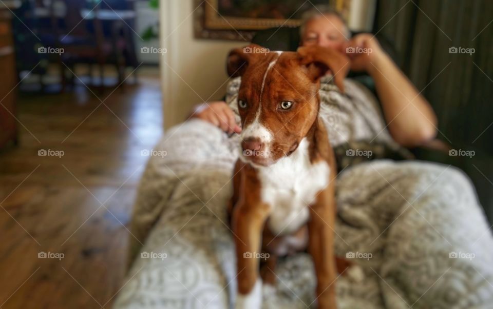 Man relaxing with a puppy dog in a recliner and warm blanket