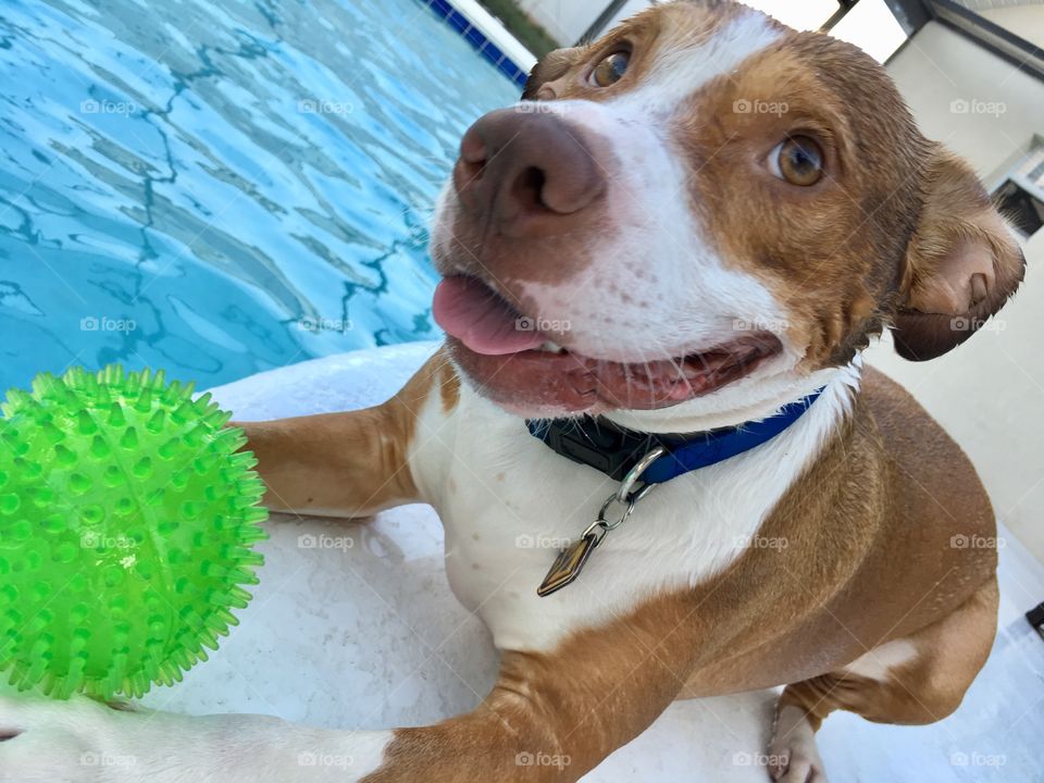 Adorable pitbull dog playing ball by the pool in sunny Florida 