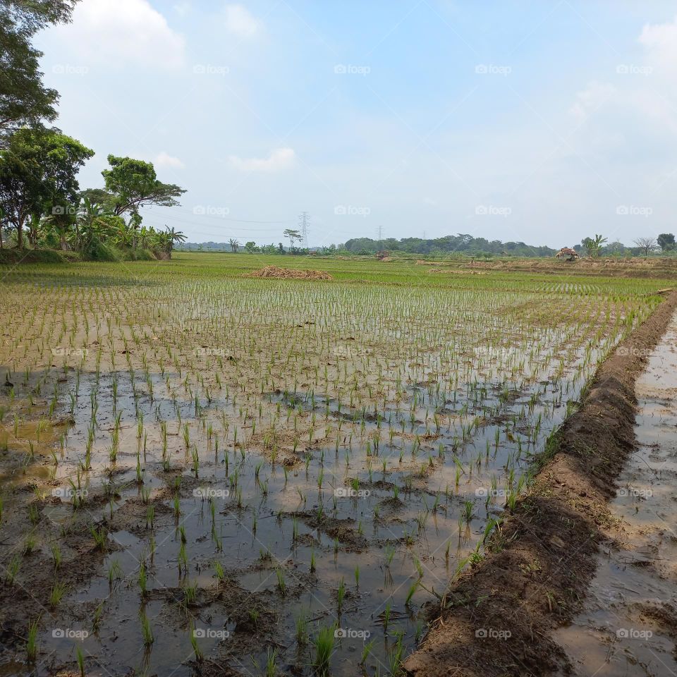View of rice fields being worked on or after harvest
