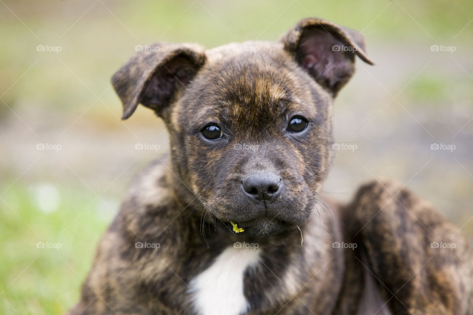 Close-up of puppy