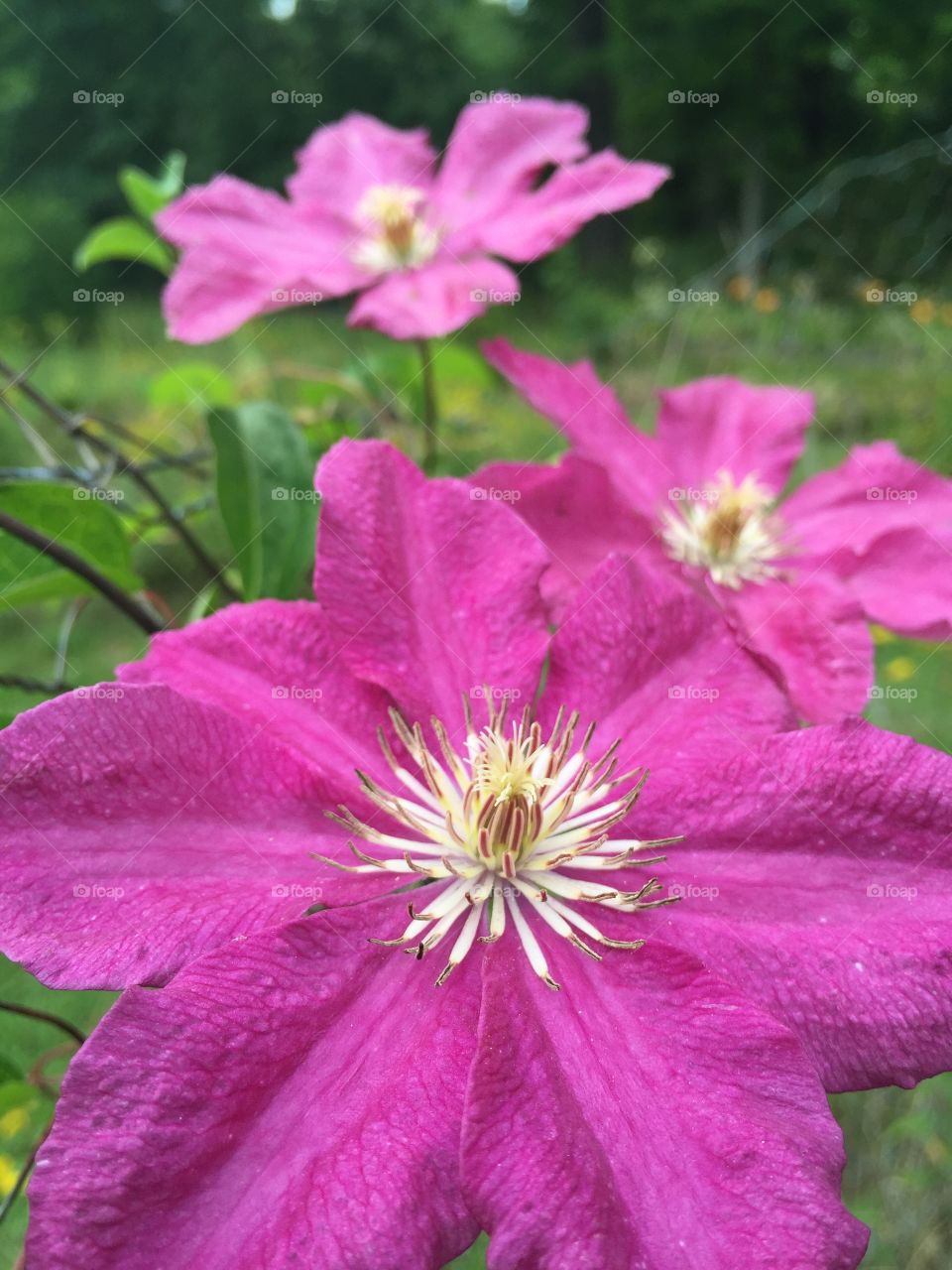 Clematis . Pink Clematis Dlower