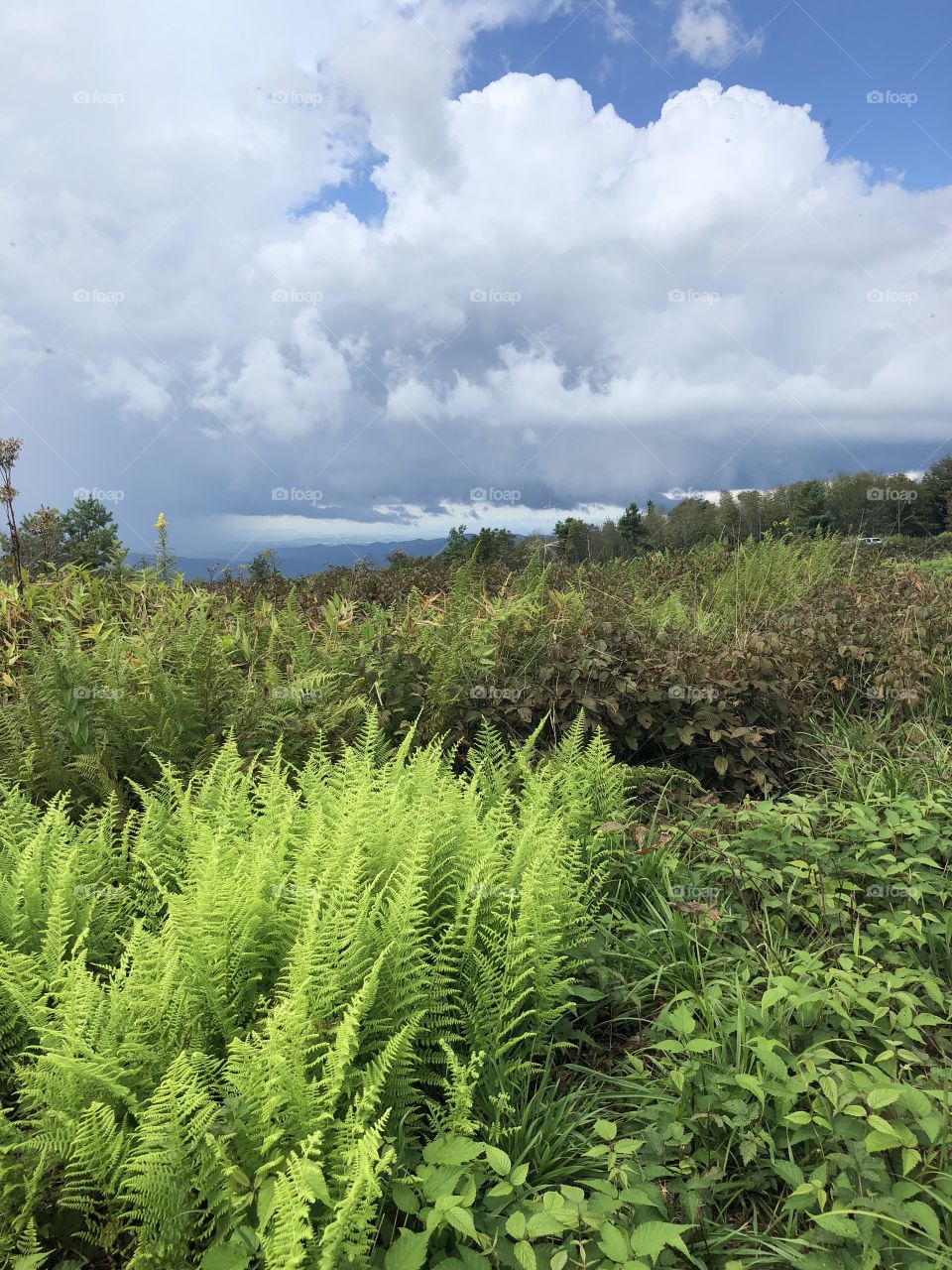Wilderness Sky and Fern Foliage Appalachian Trail