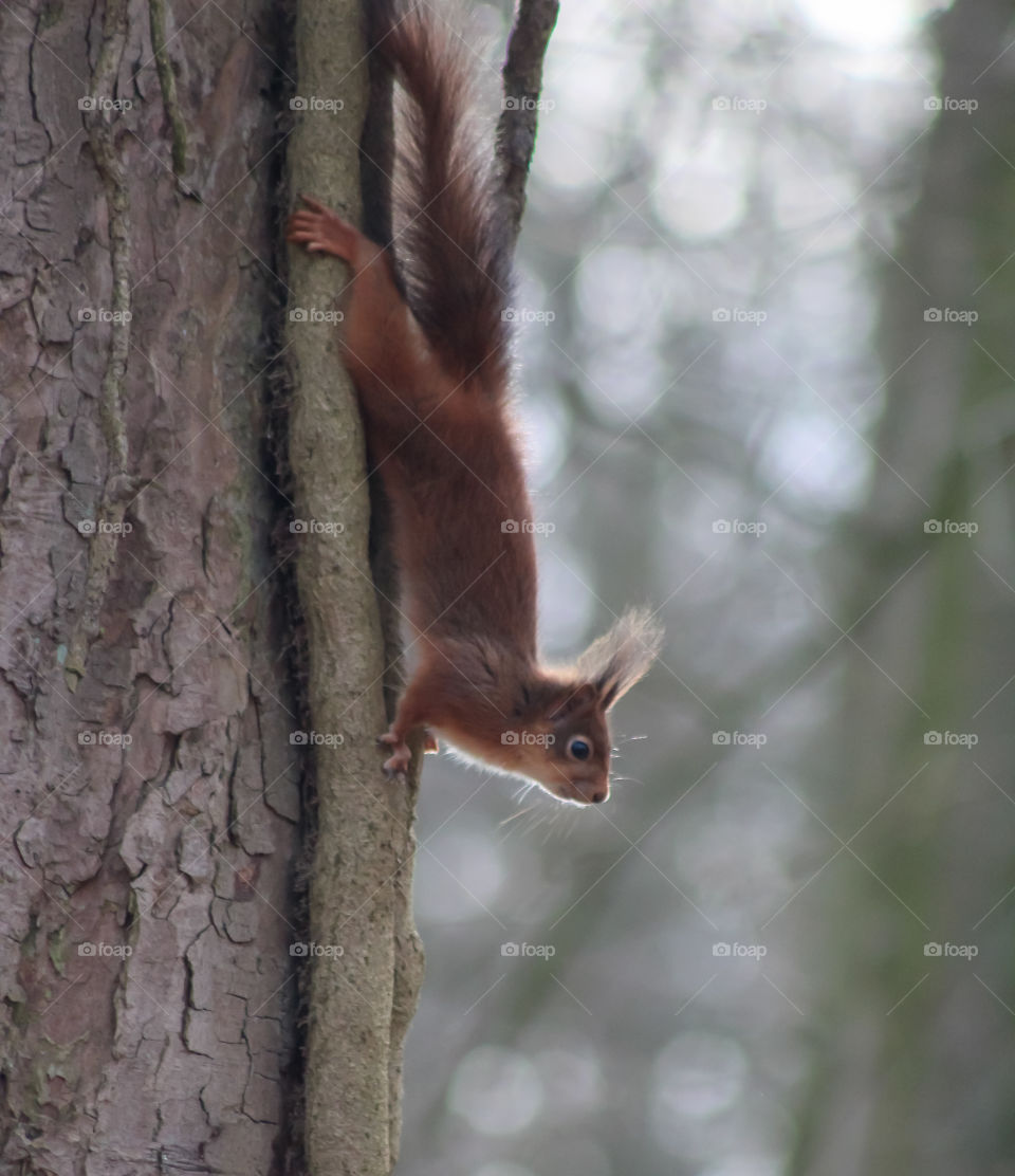 Squirrel going down on a tree