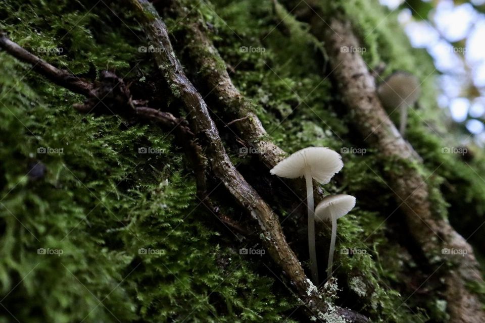 Two little mushrooms on the tree