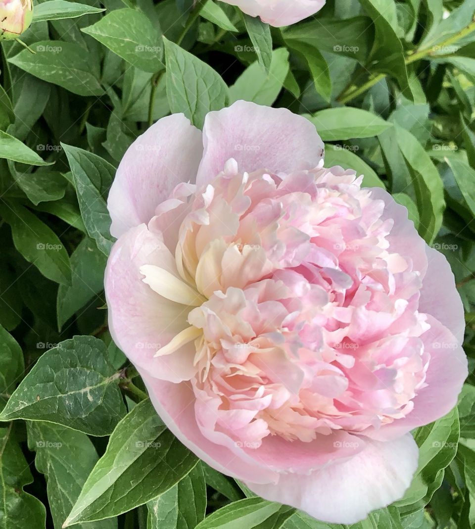 Flower, peony, spring, summer, rain, storm, damage, wet, droplets, color, pink, grass, green, brown